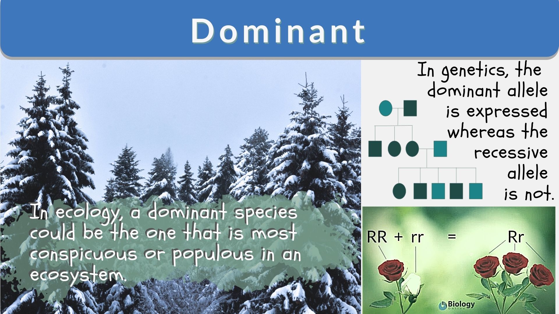 why are dominant traits not always common