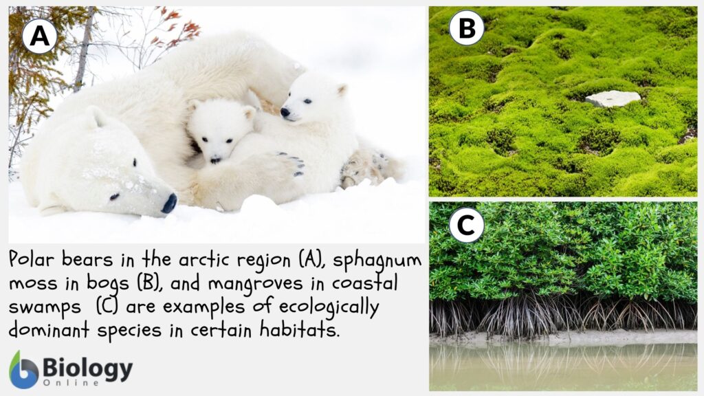 Dominant Definition and Examples - Biology Online Dictionary