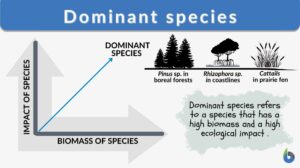 dominant species definition and examples