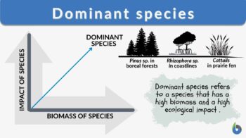 Apparent competition - Definition and Examples - Biology Online Dictionary