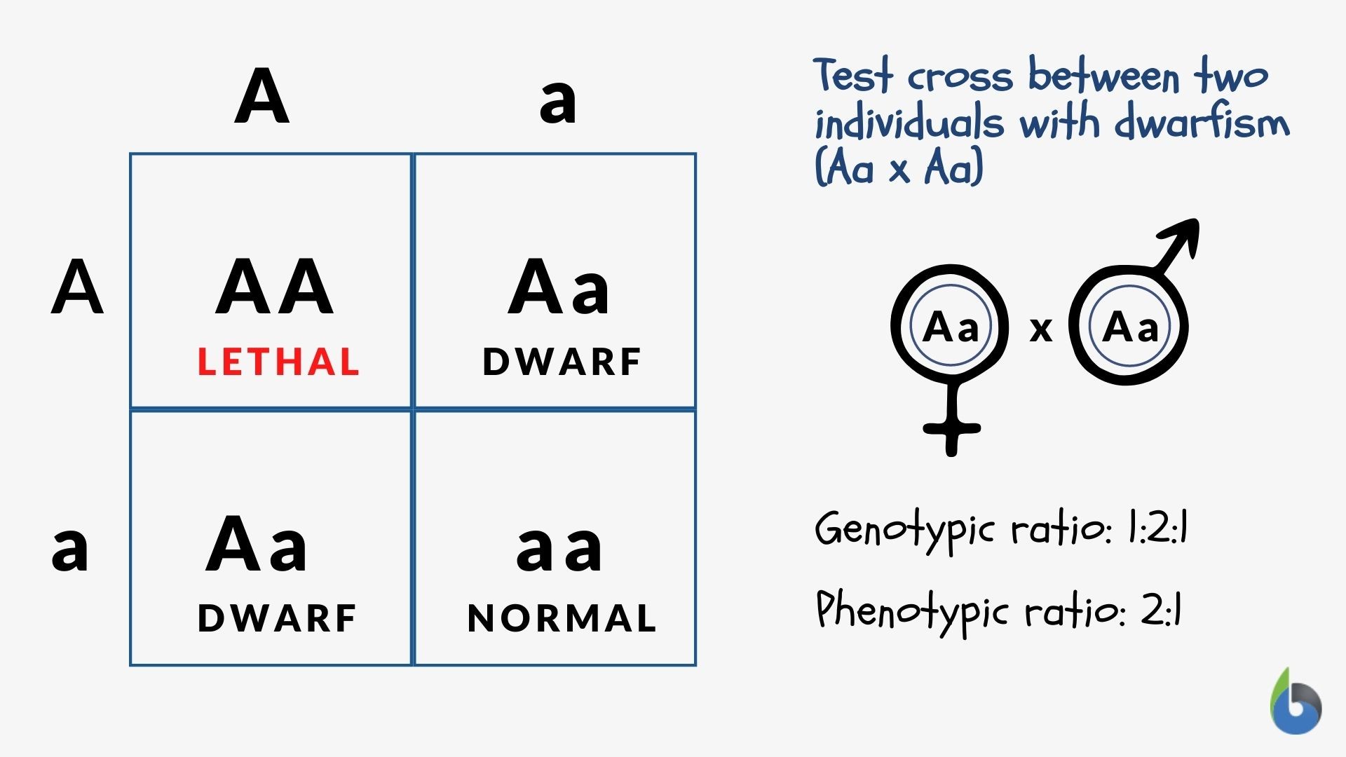 dwarfism - achondroplasia Punnett Square phenotypic and genotypic ratios