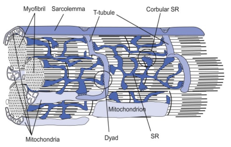 dyad in cardiac muscle cells