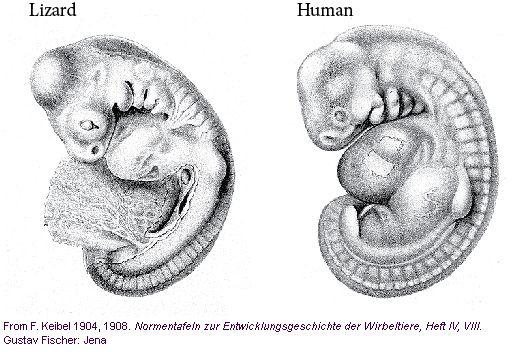 early embryonic stages (near the neurula stage)