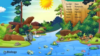 ecosystem