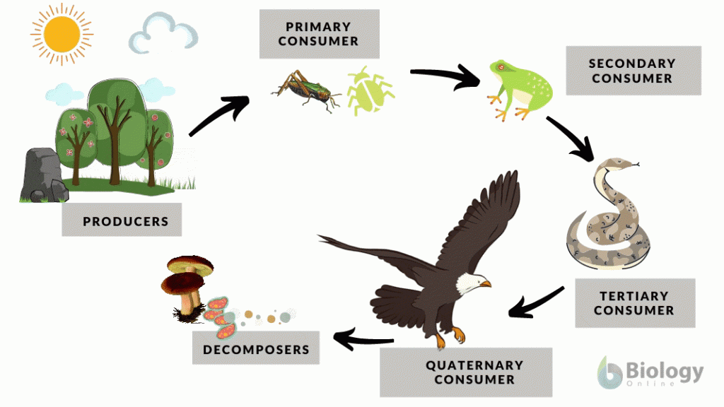 Biotic factor - Definition and Examples - Biology Online Dictionary