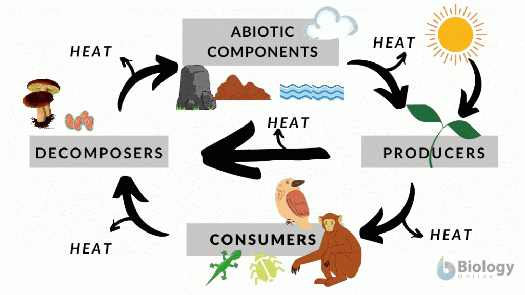 Biotic factor - Definition and Examples - Biology Online Dictionary