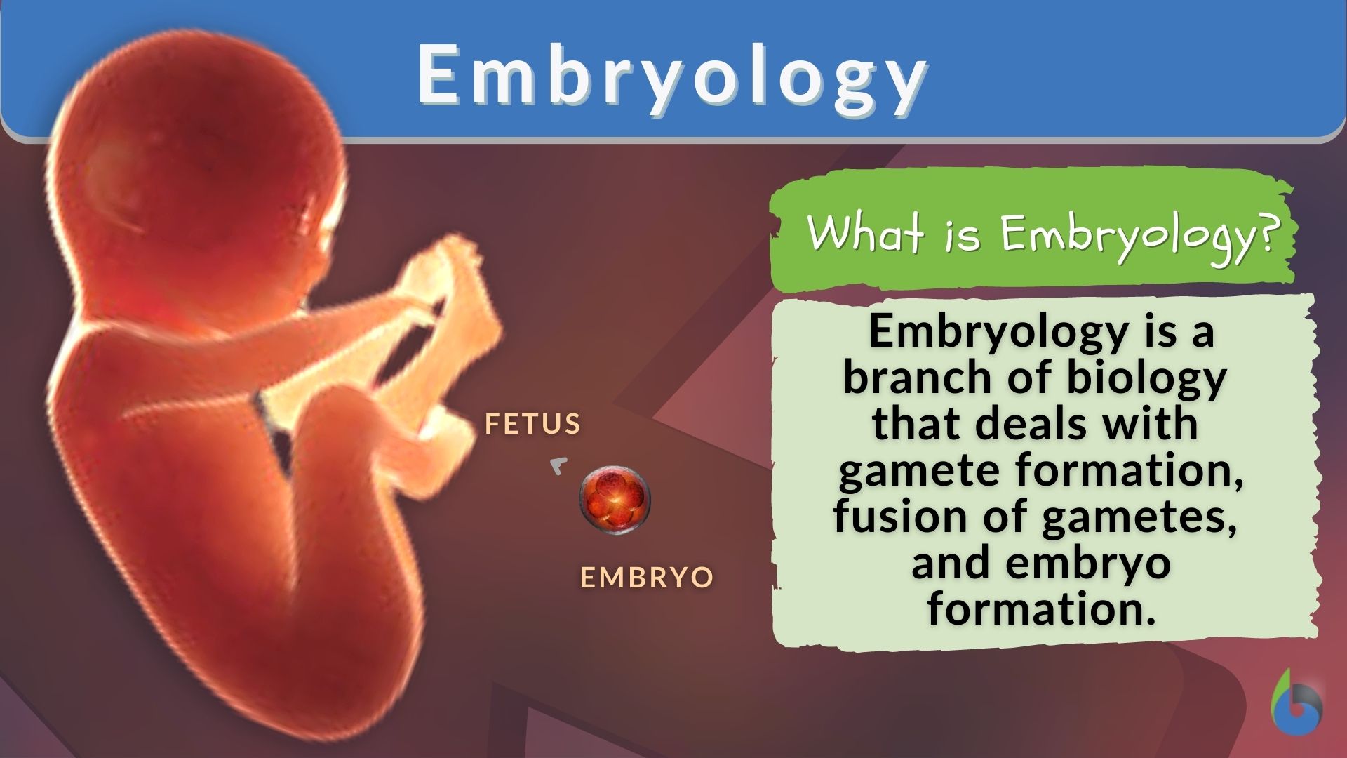 embryology research