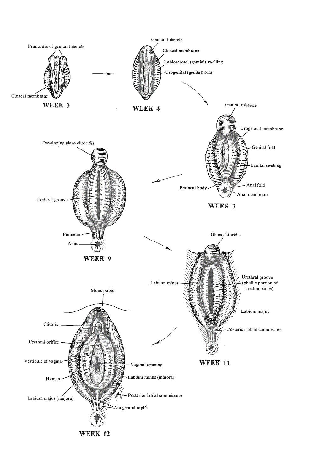 embryonic development of labia