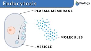 endocytosis definition