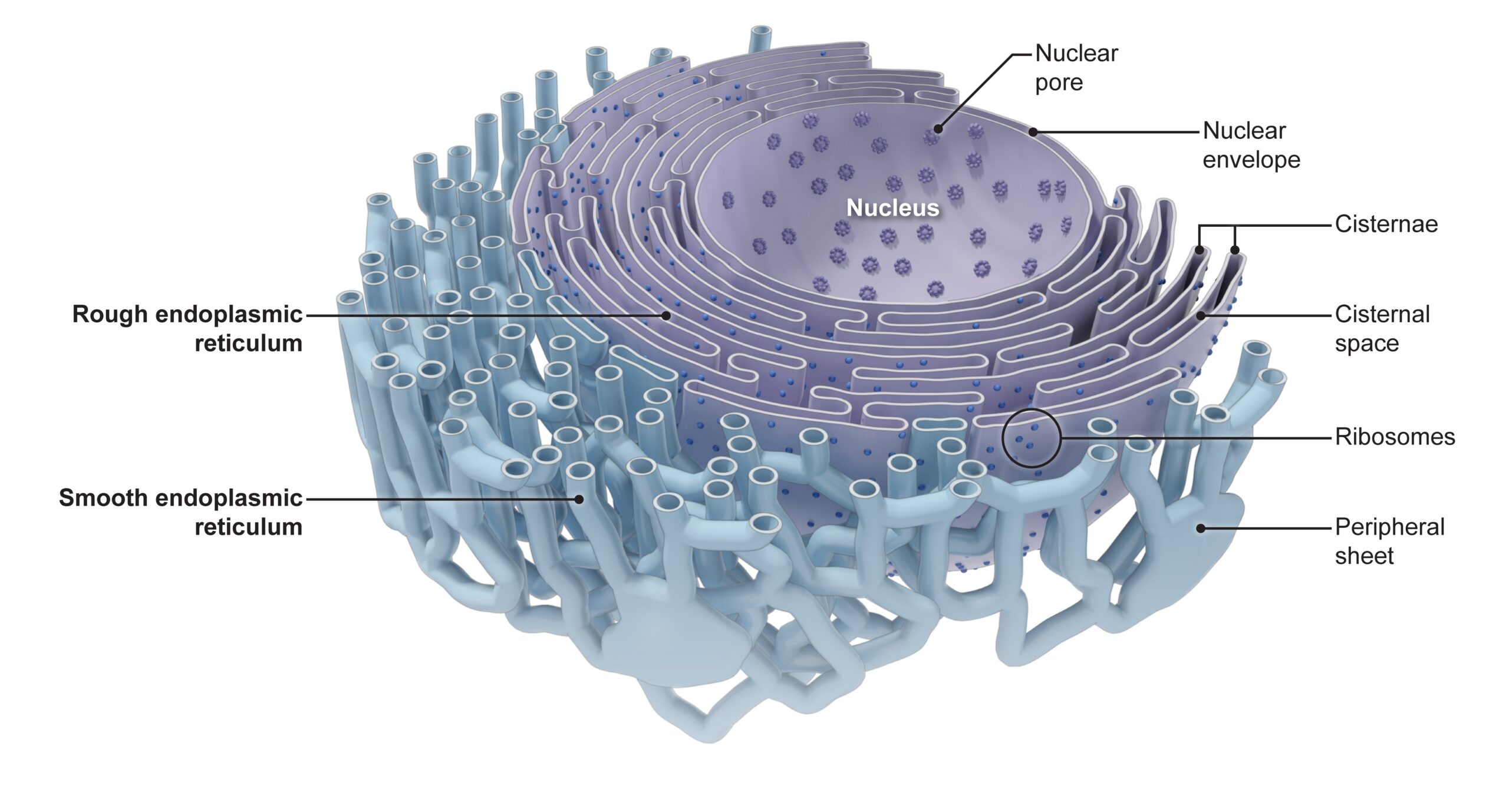 Smooth Endoplasmic Reticulum, Overview, Functions & Structure - Video &  Lesson Transcript