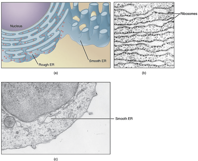endoplasmic reticulum - schematic diagram and micrograph