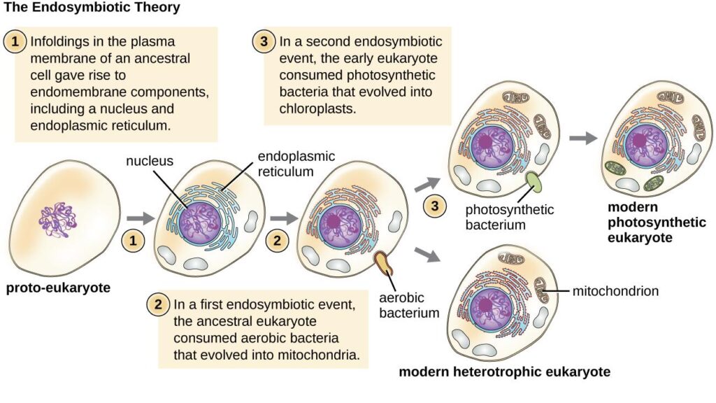 endosymbiotic theory