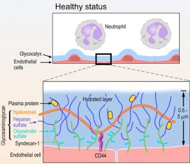 endothelial glycocalyx structure