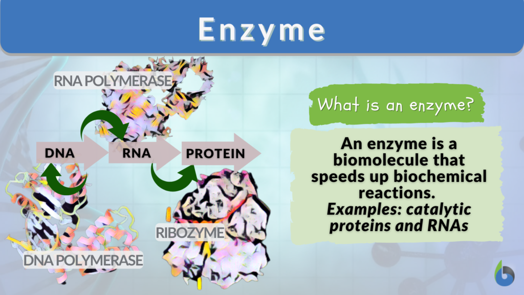what is enzyme in biology class 11