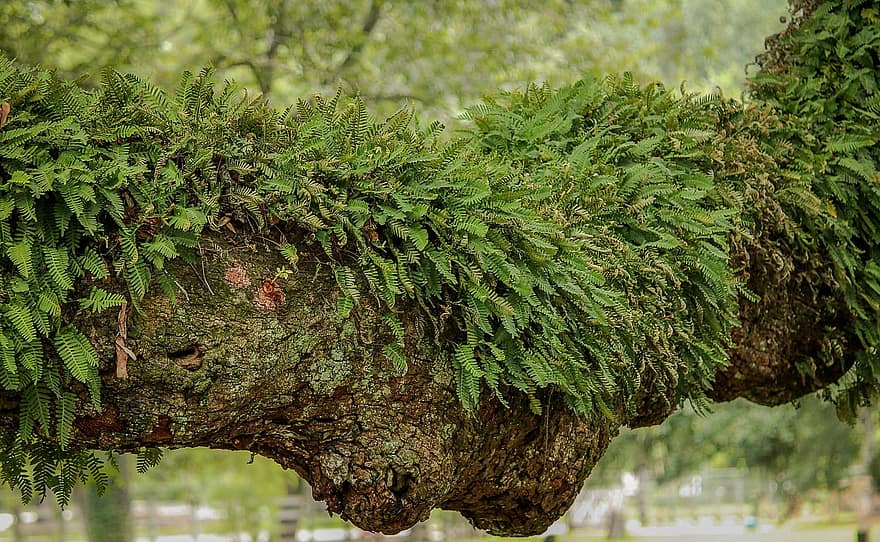 epiphyte-air-plant-creeping-fern