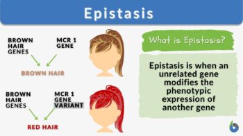 epistasis definition and example