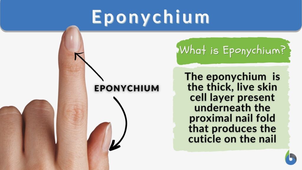 Eponychium Definition and Examples Biology Online Dictionary