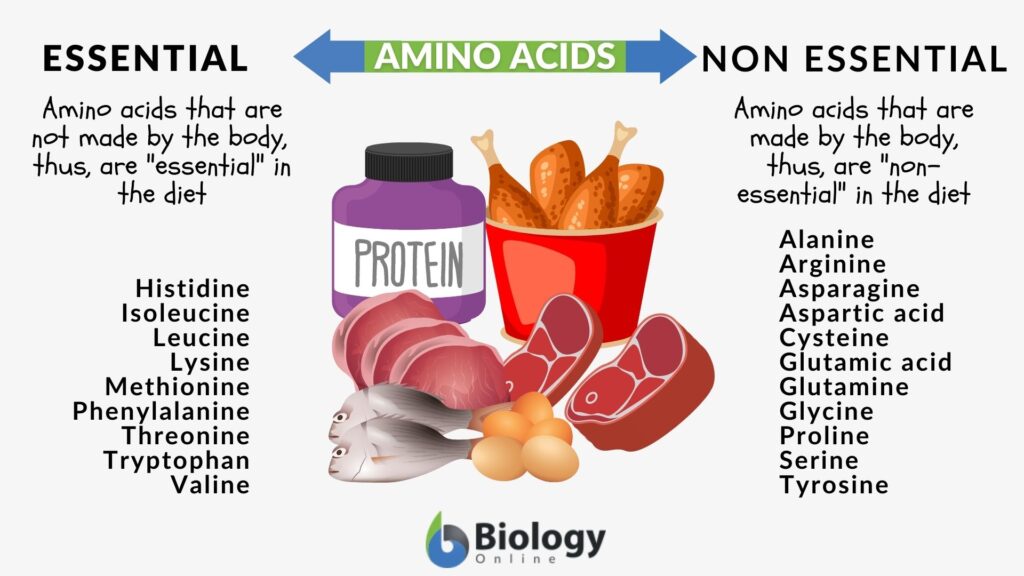 essential and nonessential amino acids