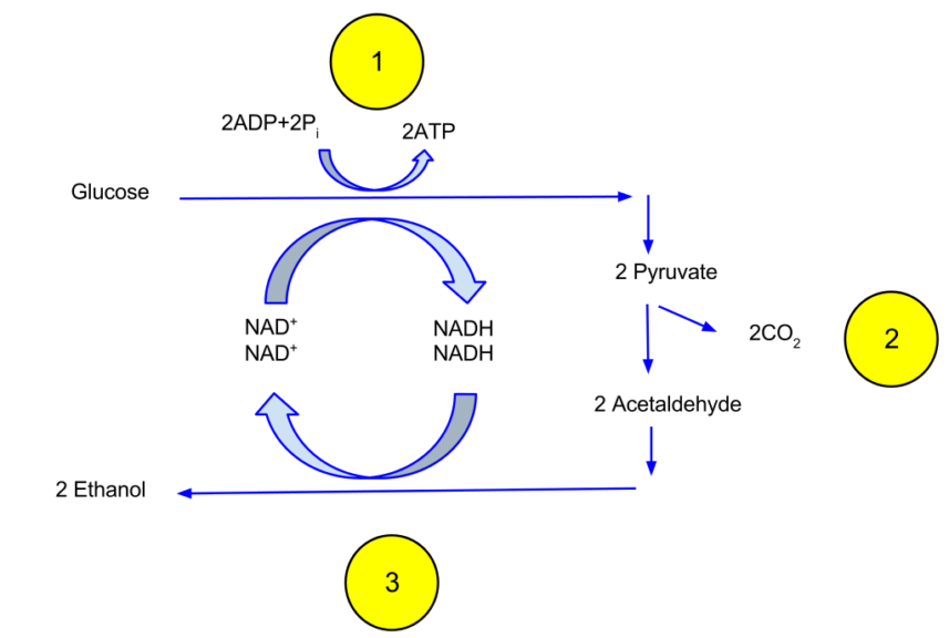 ethanol fermentation