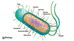 eubacteria