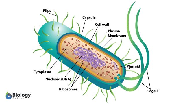 Figure 2: A schematic diagram of prokaryotic unicellular organism cell structure.