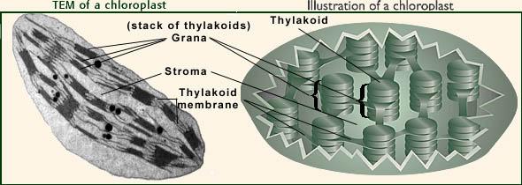 eukaryotes - pigments