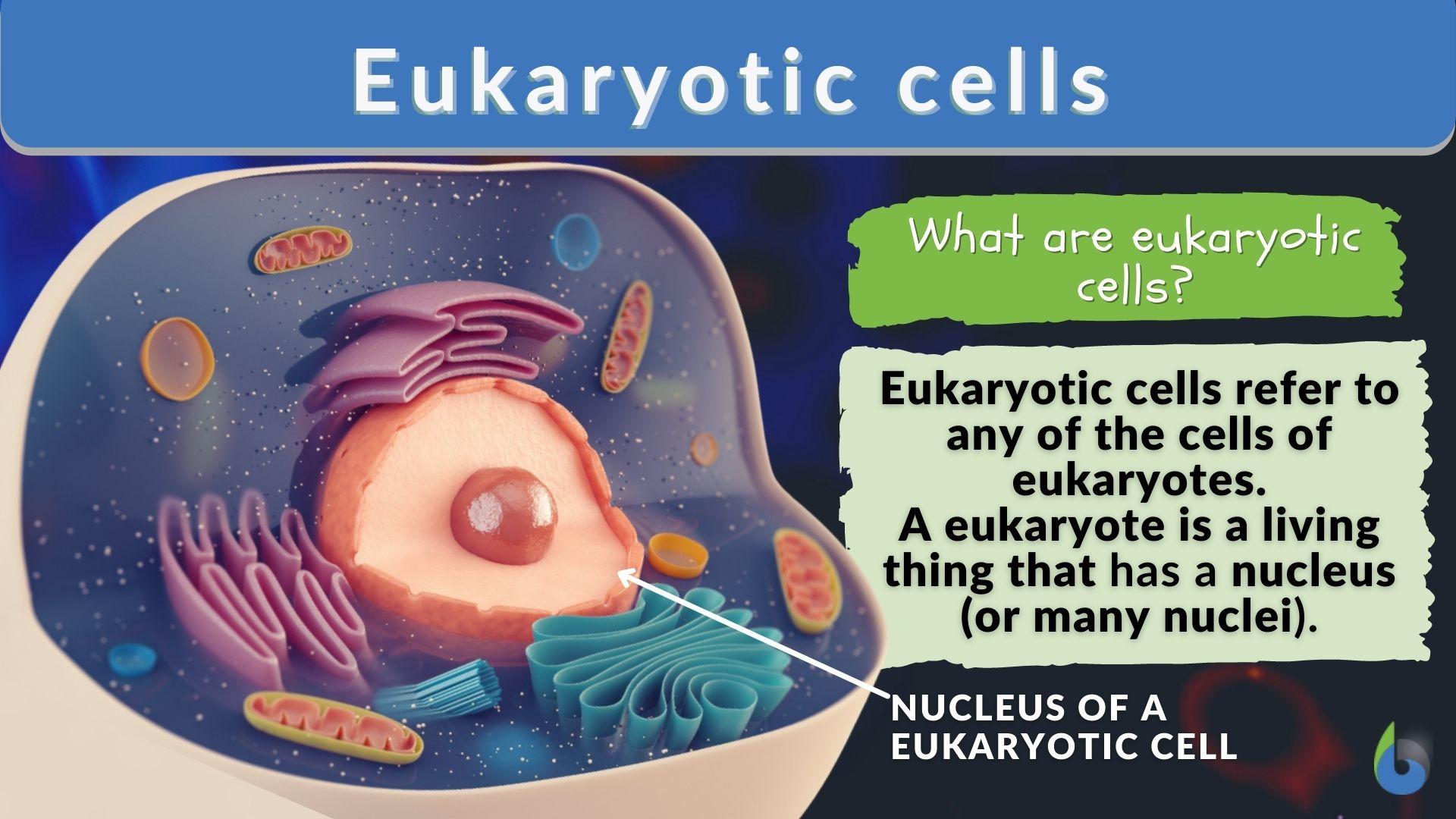 Eukaryotic cells Definition and Examples - Biology Online Dictionary