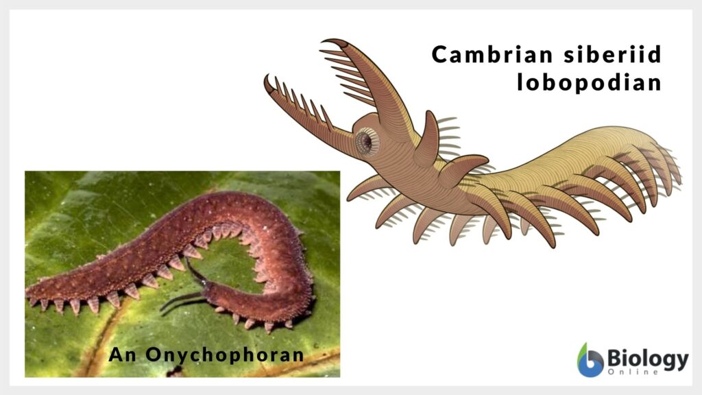 evolution of arthropods