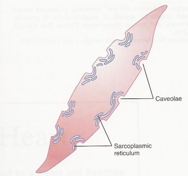 example of sarcoplasmic reticulum of smooth muscle cell - daigram