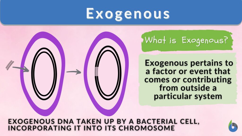 Exogenous Definition and Examples Biology Online Dictionary