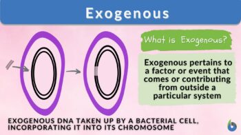 exogenous definition and example