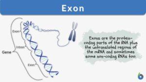 exon definition