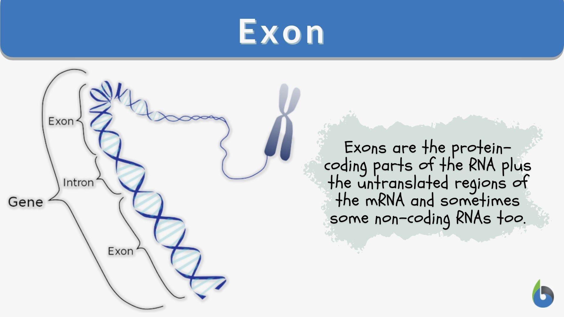 Exon Definition And Examples Biology Online Dictionary