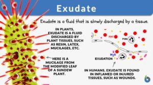 exudate definition and examples