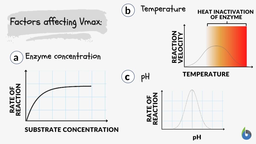 factors affecting Vmax