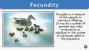 fecundity definition and example