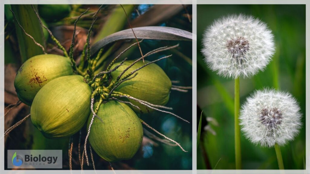 fecundity of coconut and dandelion
