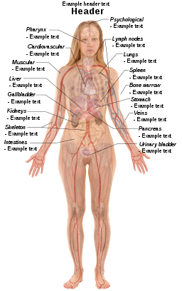 female rib cage diagram with organs