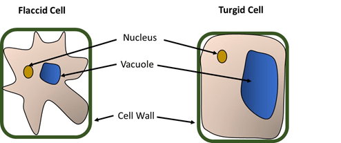 flaccid and turgid plant cells