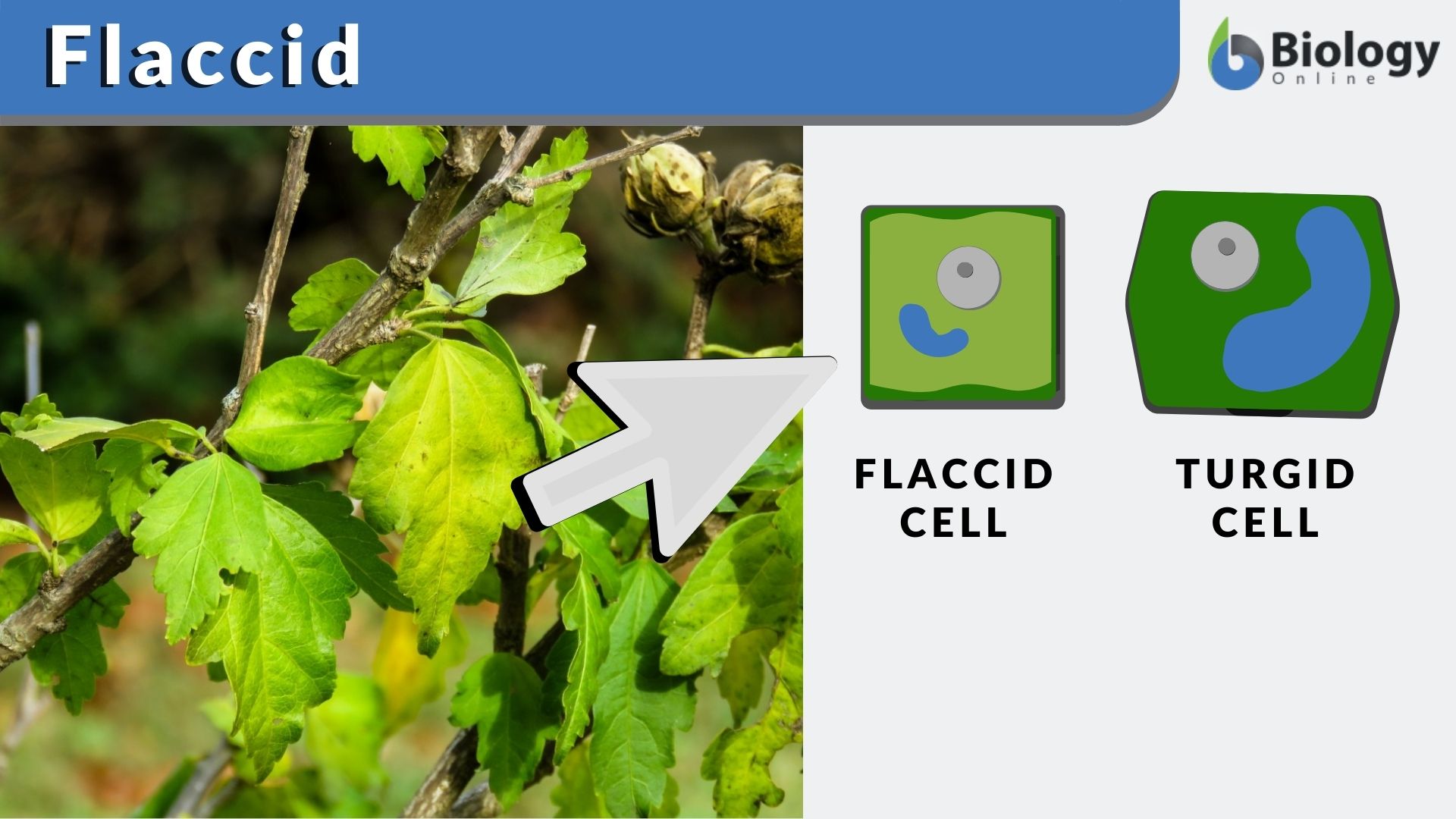 Flaccid - Definition and Examples - Biology Online Dictionary