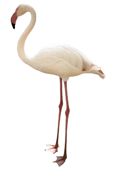 flamingo