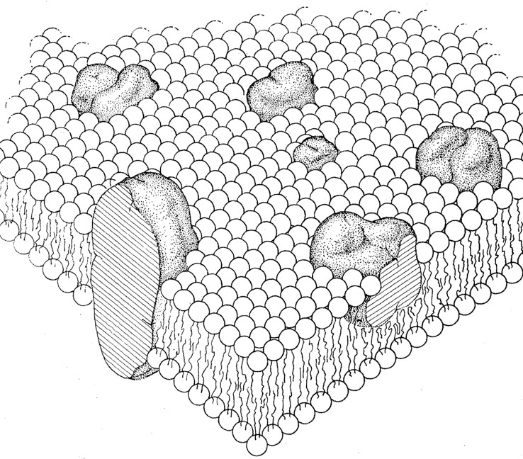 fluid mosaic model by Singer and Nicolson in 1972