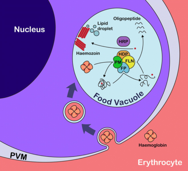 food vacuole