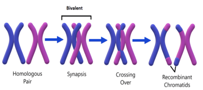 formation of bivalent chromosome leading to crossing over