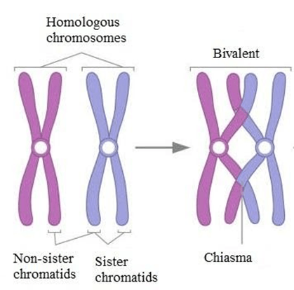formation of bivalent meiosis