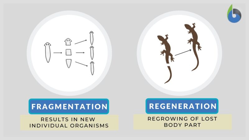 Fragmentation Definition And Examples Biology Online Dictionary fragmentation-definition-and-examples-biology-online-dictionary