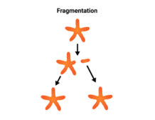 Fragmentation - Definition and Examples - Biology Online Dictionary