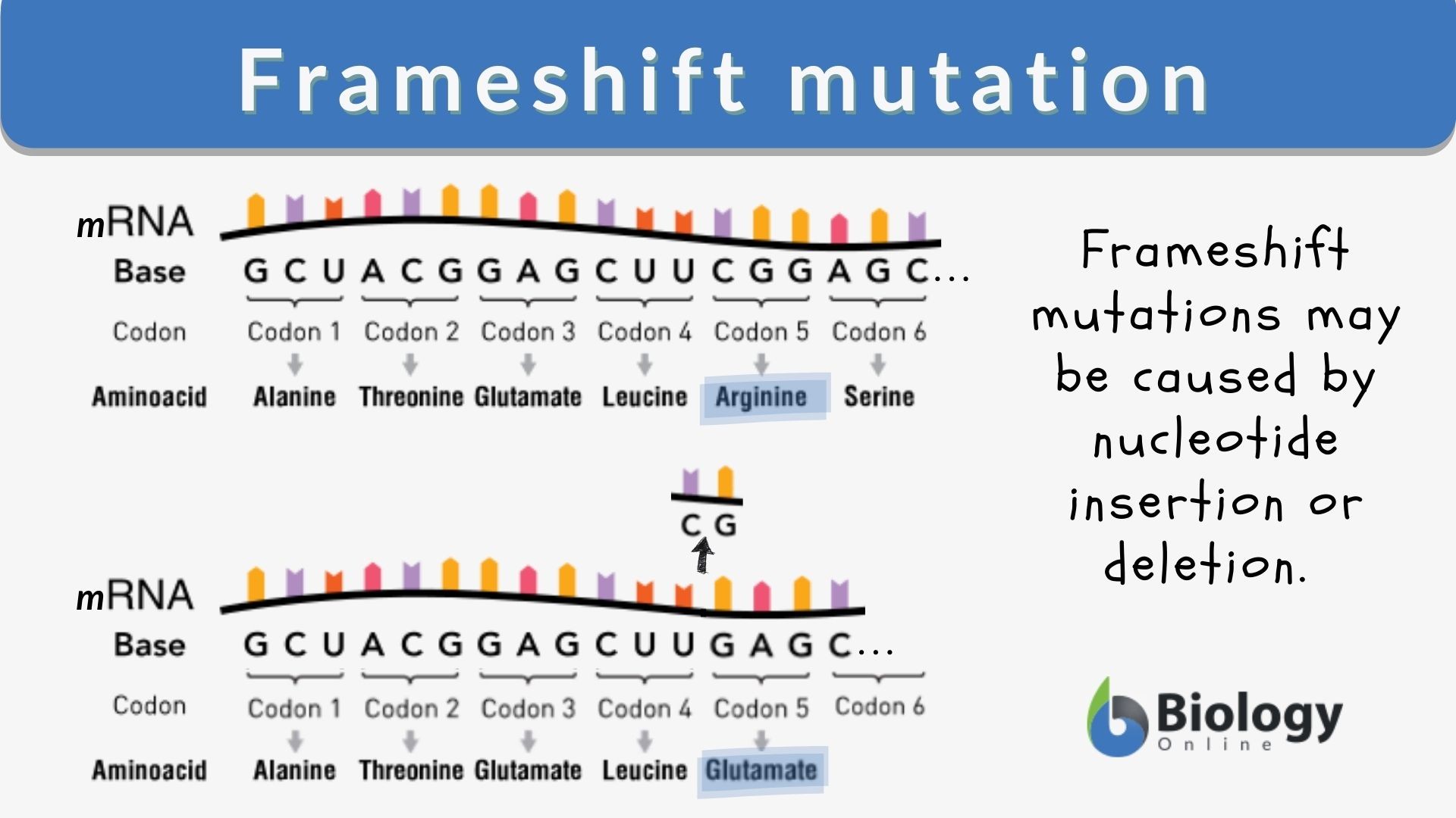 Stavning Årvågenhed prik Frameshift mutation - Definition and Examples - Biology Online Dictionary