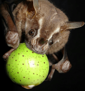 frugivore