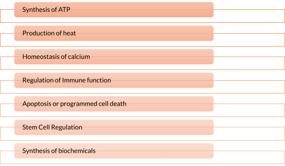 functions of mitochondria